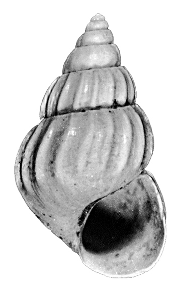 Pusillina sulzeriana (Risso, 1826). (Gastropoda, Rissoidae). Pliocene.