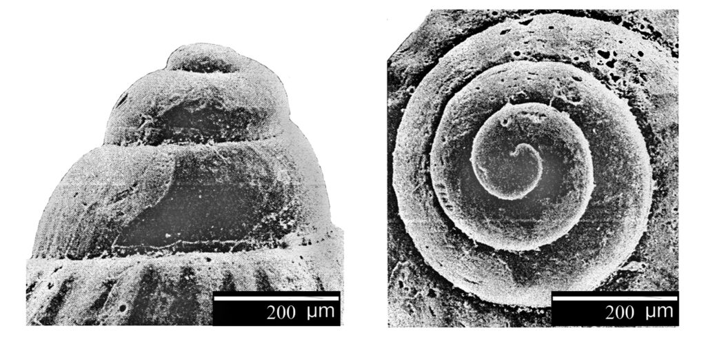 Pusillina sulzeriana (Risso, 1826). (Gastropoda, Rissoidae). Protoconch. Pliocene.