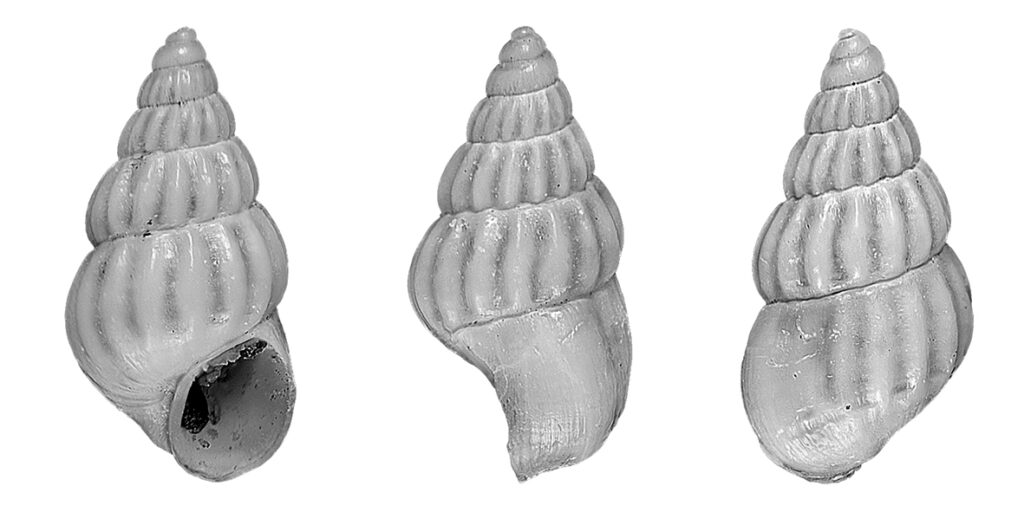 Pusillina sulzeriana (Risso, 1826). (Gastropoda, Rissoidae). Rhodes Island (Greece). Pleistocene (Calabrian).