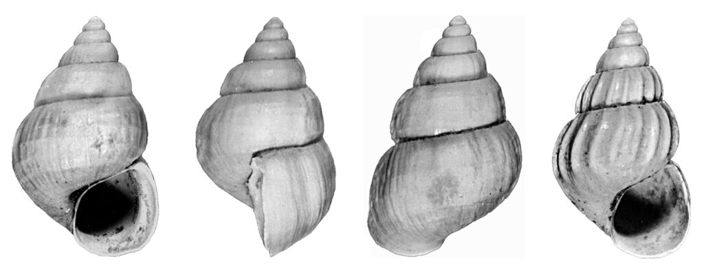 Pusillina sulzeriana (Risso, 1826). (Gastropoda, Rissoidae). Surroundings of San Gimignano (Siena). Pliocene (Piacenzian).