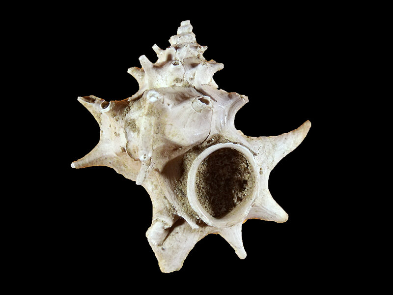 Gastropoda, Muricidae, Typhis (Hirtotyphis) horridus (Brocchi)