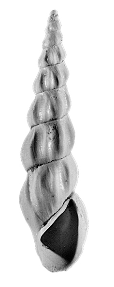 Rissoa angulatacuta Sacco, 1895. (Gastropoda, Rissoidae). Pliocene