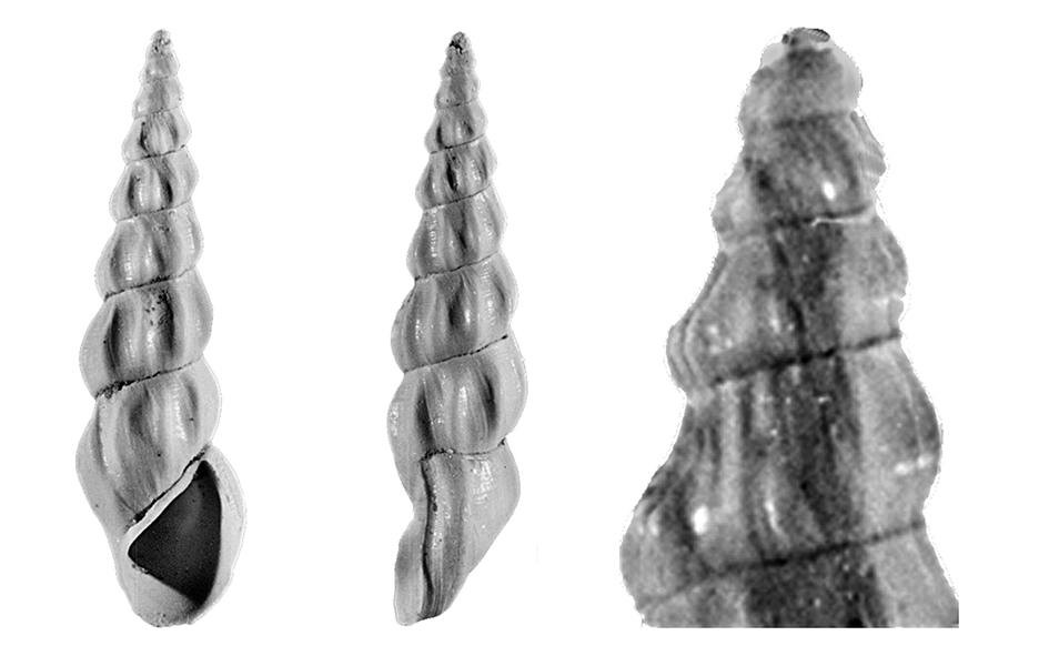 Gastropoda, Rissoidae, Rissoa angulatacuta (Sacco, 1895) Pliocene