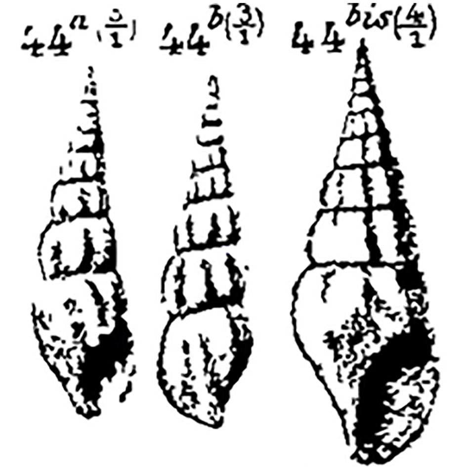 Gastropoda, Rissoidae, Rissoa angulatacuta (Sacco, 1895)