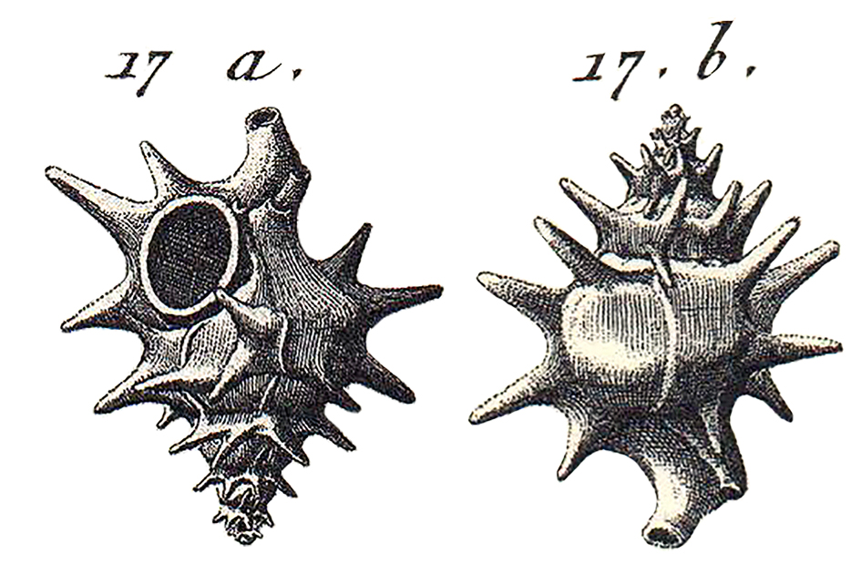 Typhis (Hirtotyphis) horridus (Brocchi, 1814)
