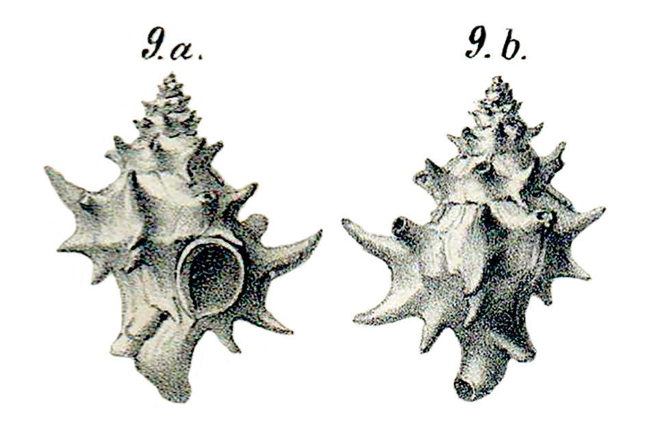 Gastropoda, Muricidae, Typhis. Pliocene.